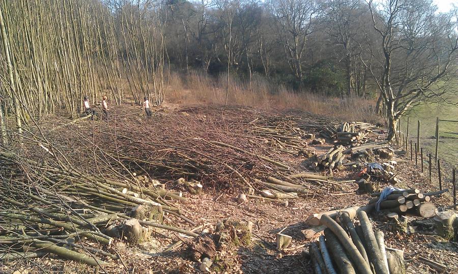 coppiced-chestnut-showing-regrowth.jpg coppiced-chestnut-showing-regrowth.jpg