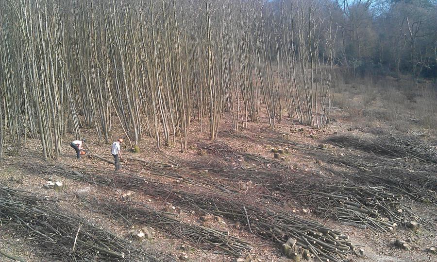 coppicing-blackdown-hills.jpg coppicing-blackdown-hills.jpg