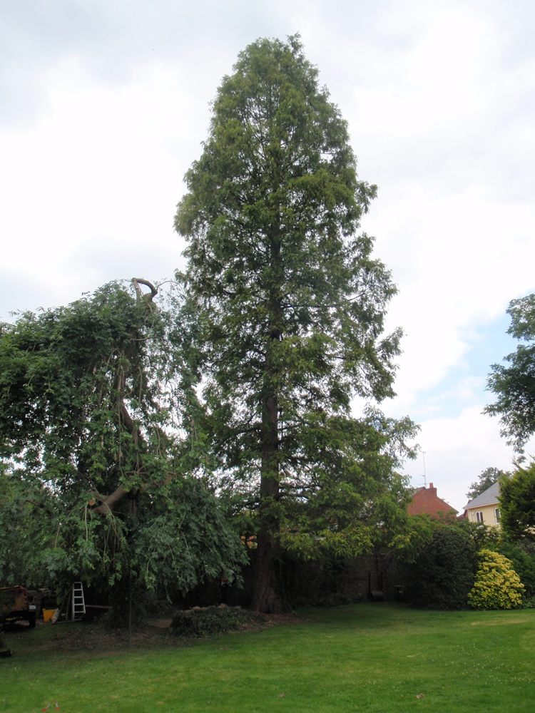 fossil-tree.jpg