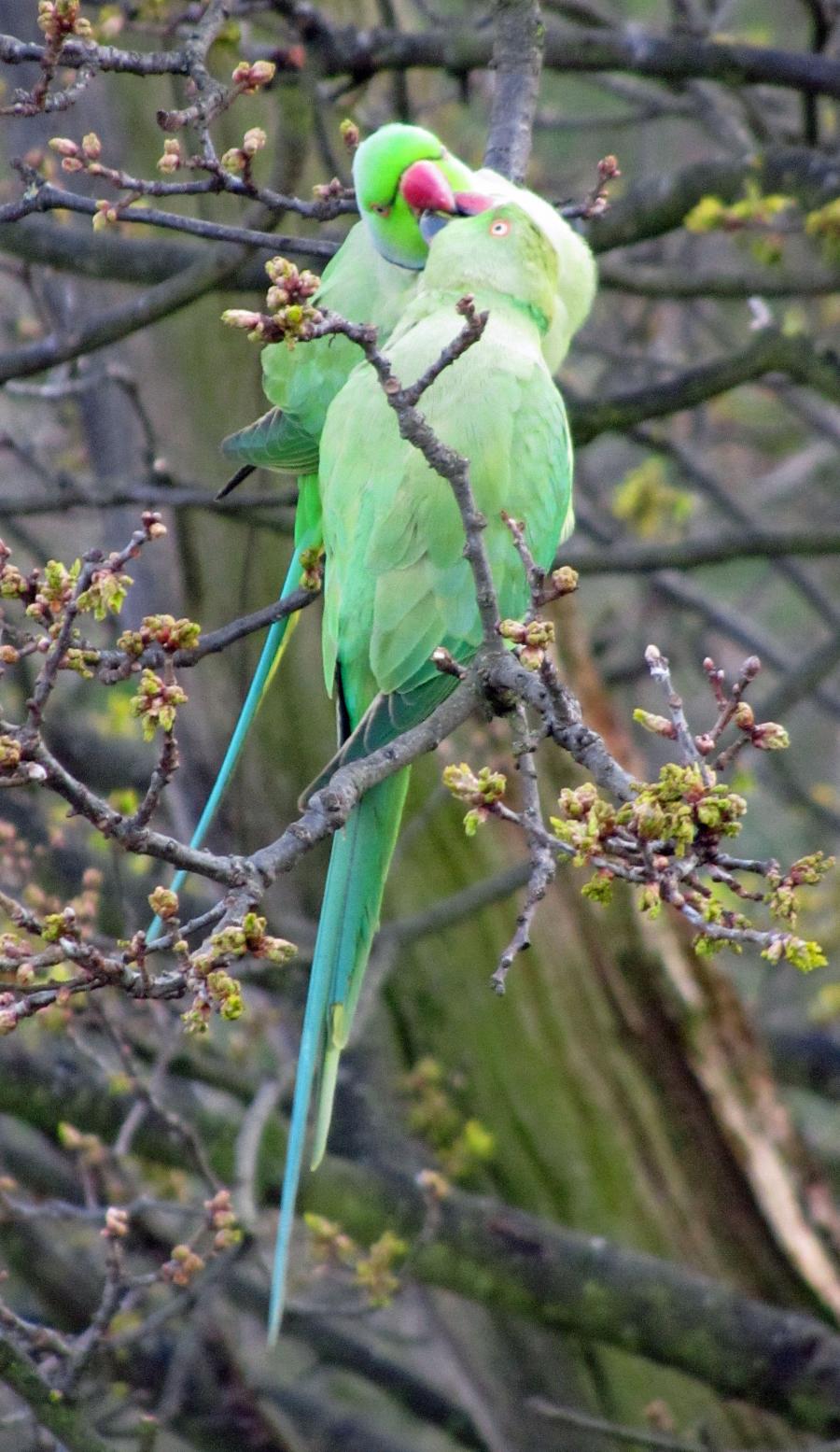 treetop-parakeets.jpg