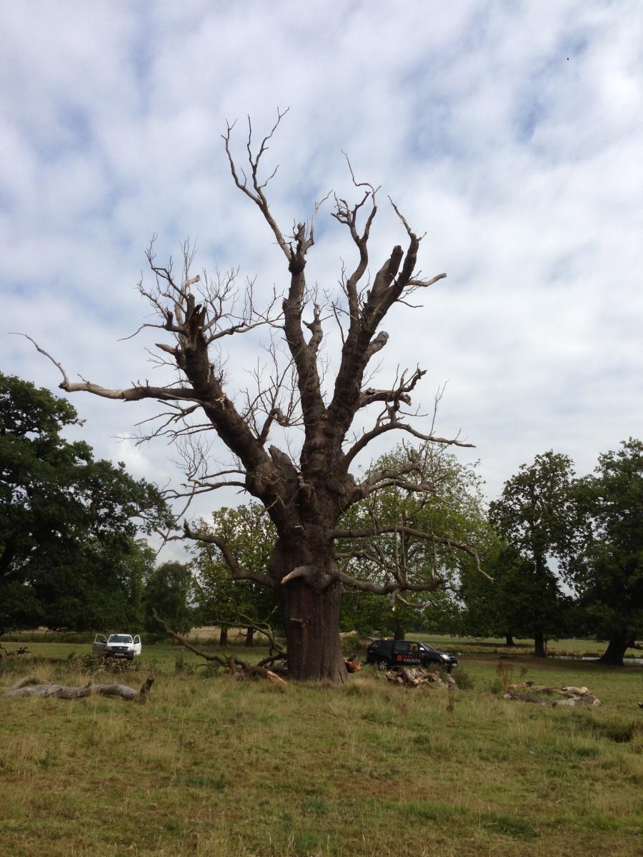 langley-park-oak---after.jpg