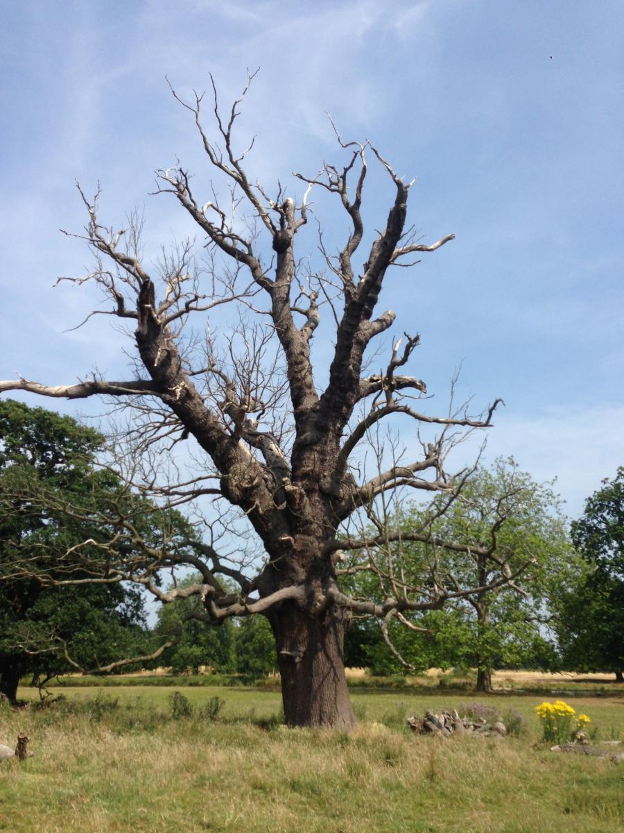 langley-park-oak---before.jpg