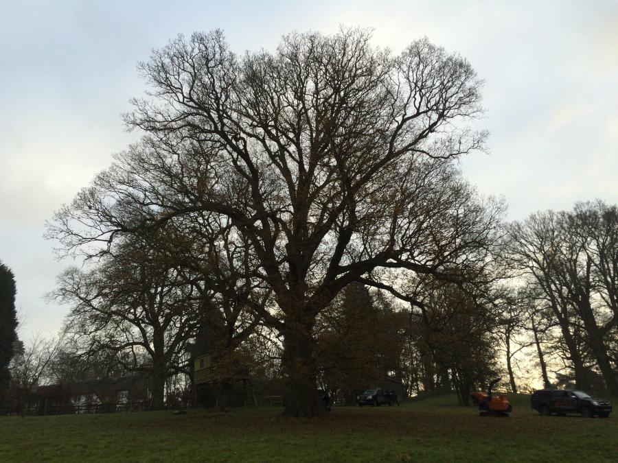 oak-tree---before.jpg