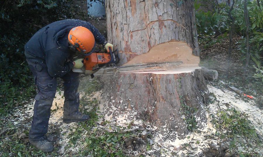 harrow-greg-felling.jpg