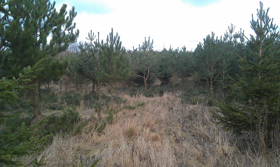 thornborough-woods.jpg
