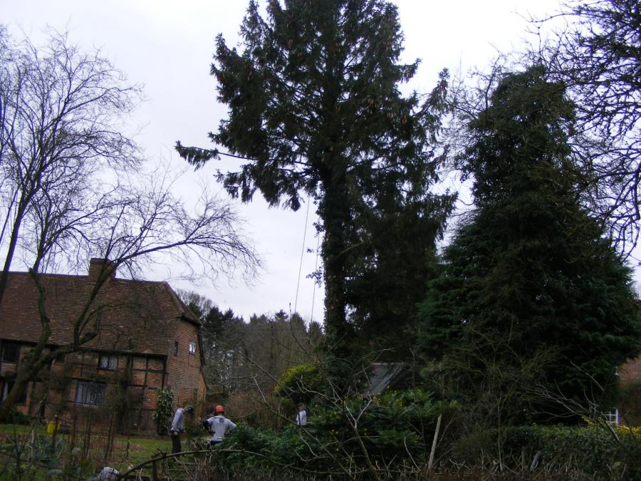 christmas-tree-2.jpg