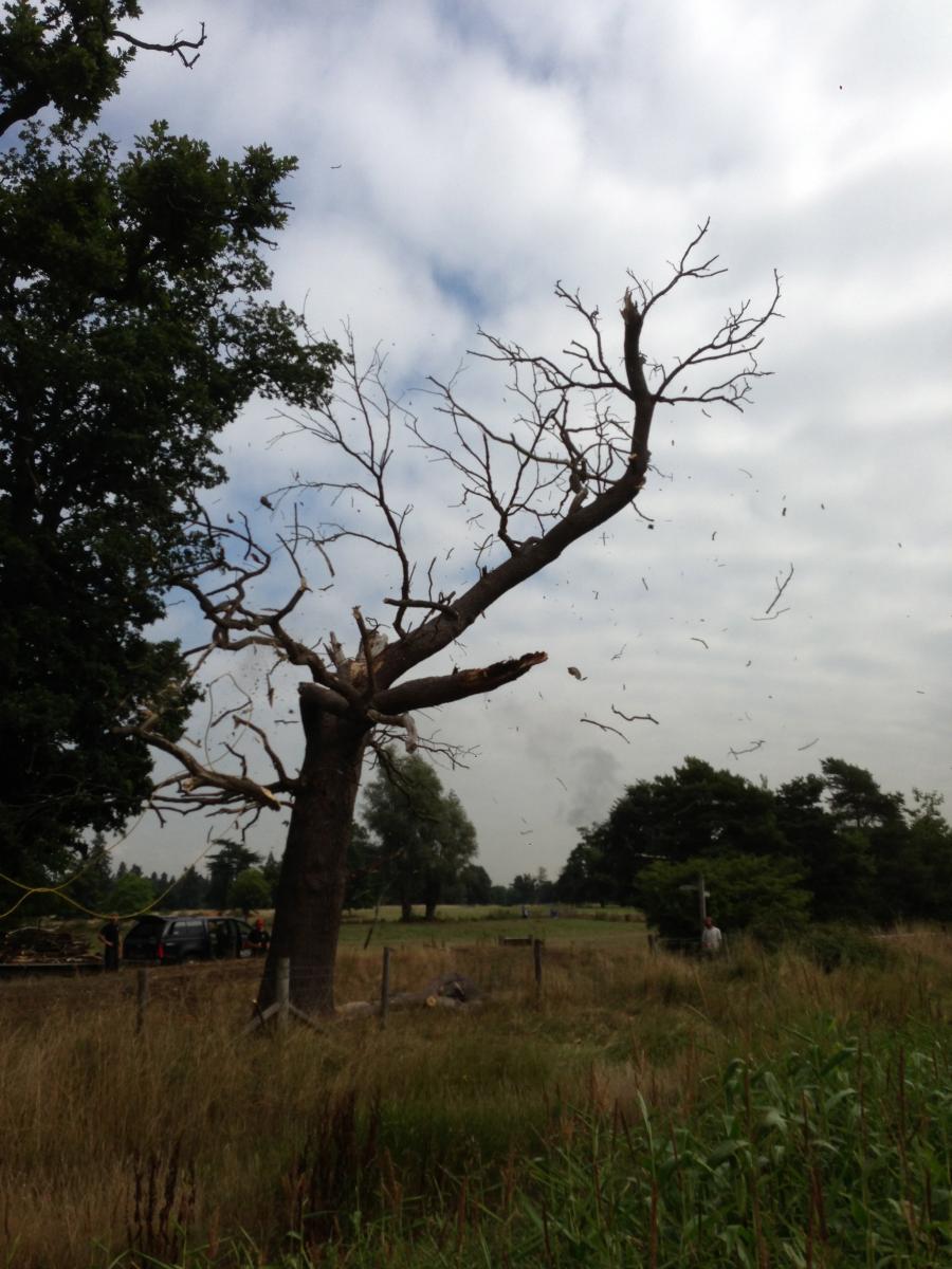 langley-park-fracture-pruning.jpg