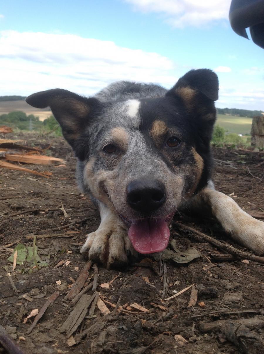 boomer-dog.jpg