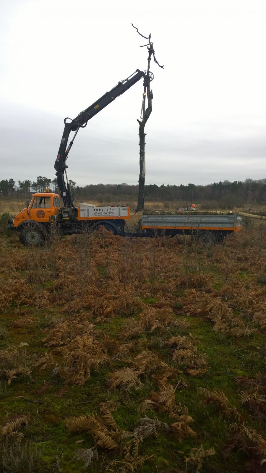 crane-on-hankley-common.jpg