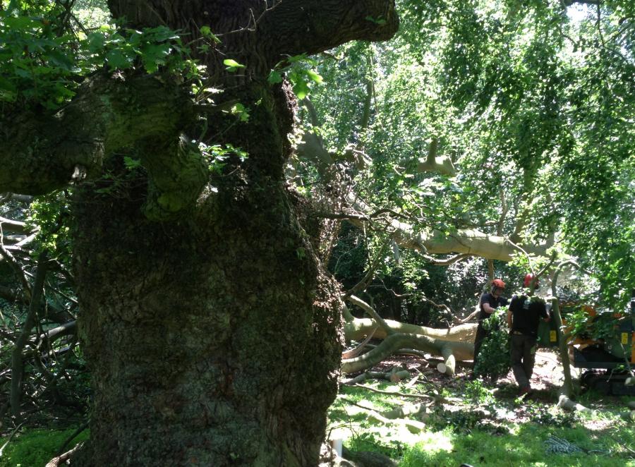 veteran-oak-and-fallen-beech-tree.jpg