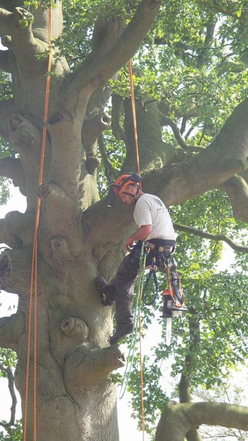 beech-reduction---dave-working-in-tree-1.jpg