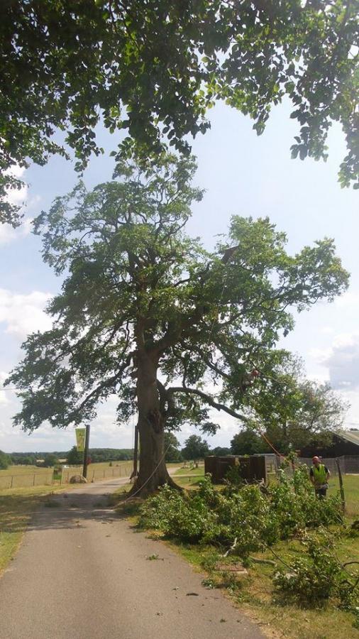 beech-reduction---dave-working-in-tree-2.jpg