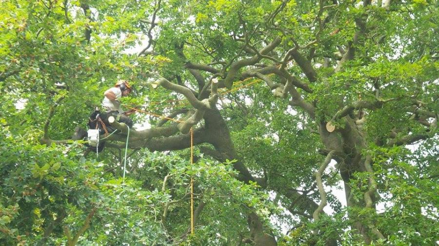 beech-reduction---dave-working-in-tree-3.jpg