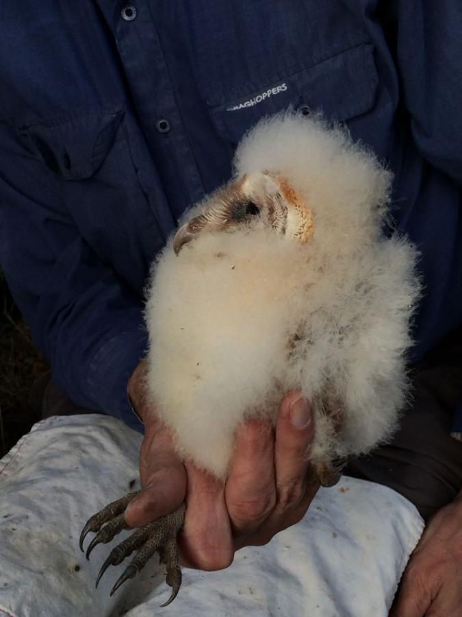 barn-owl-chicks-.jpg