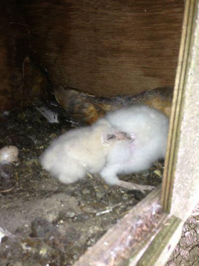 barn-owl-chicks-and-parent.jpg