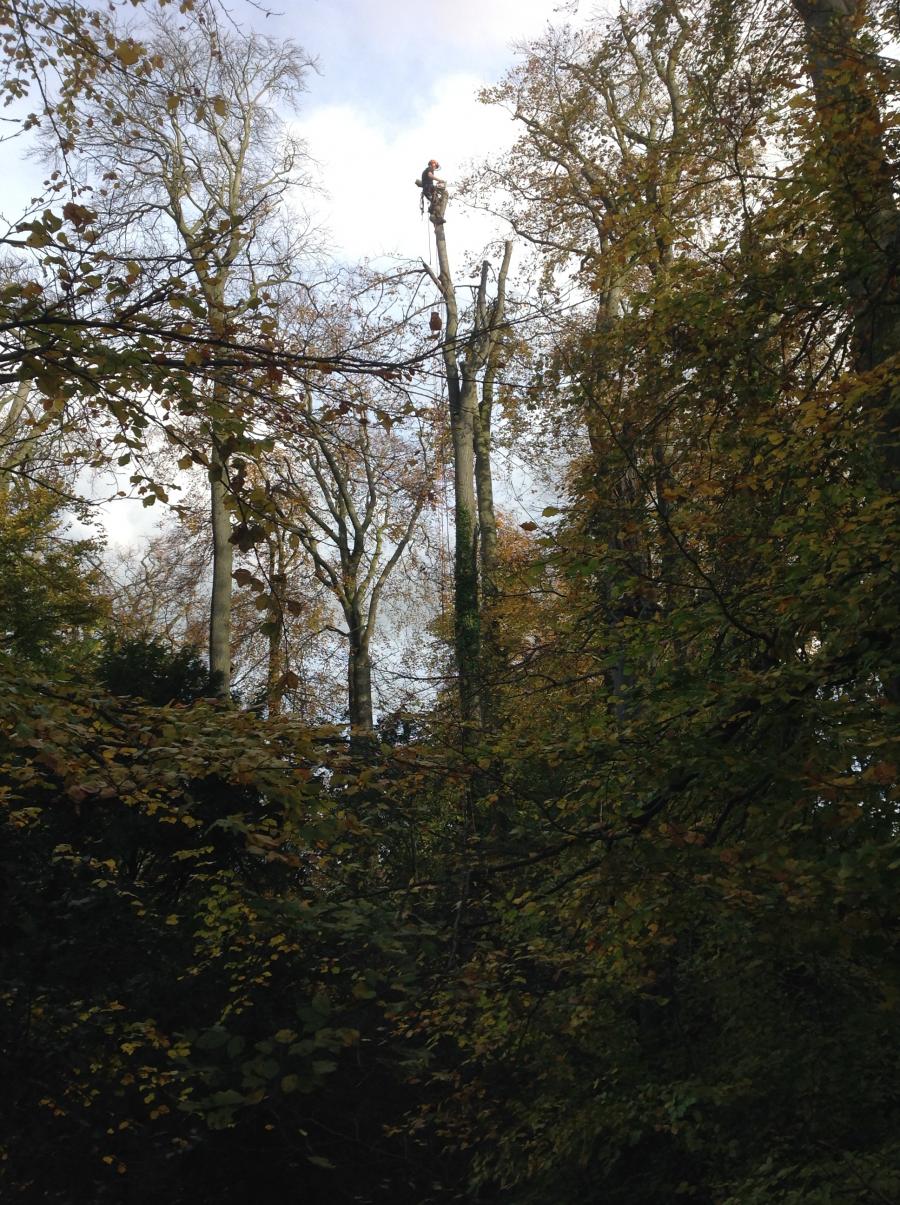 working-high-up-in-the-canopy.jpg