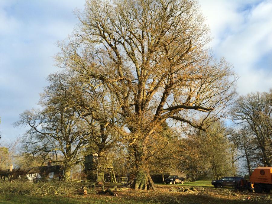 oak-tree---after.jpg