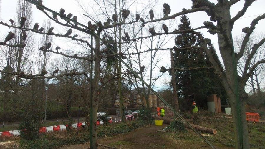 pleached-lime-trees.jpg