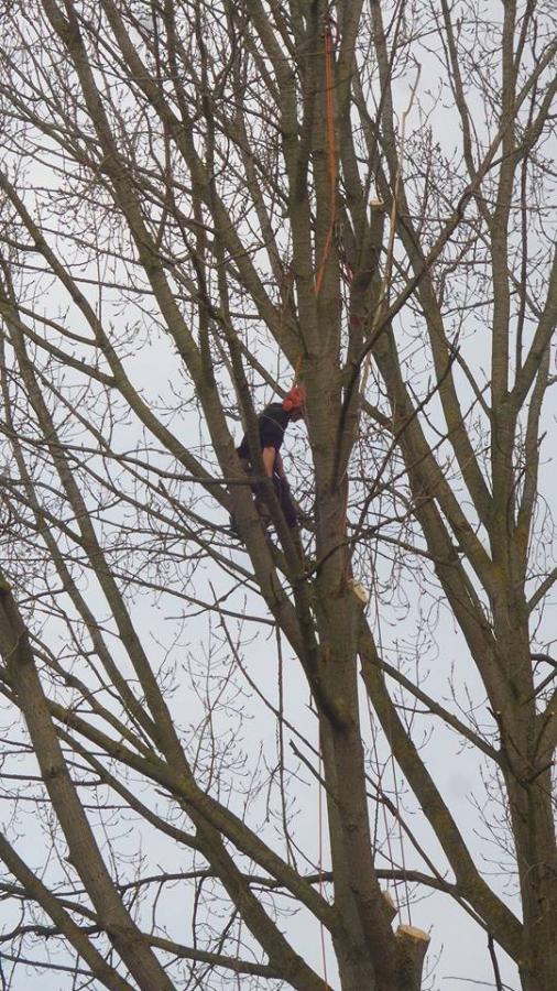 up-a-tree---water-gardens.jpg