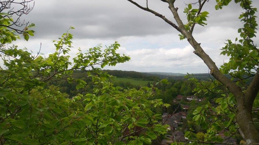view-from-the-top-of-beech-tree-felden-.jpg