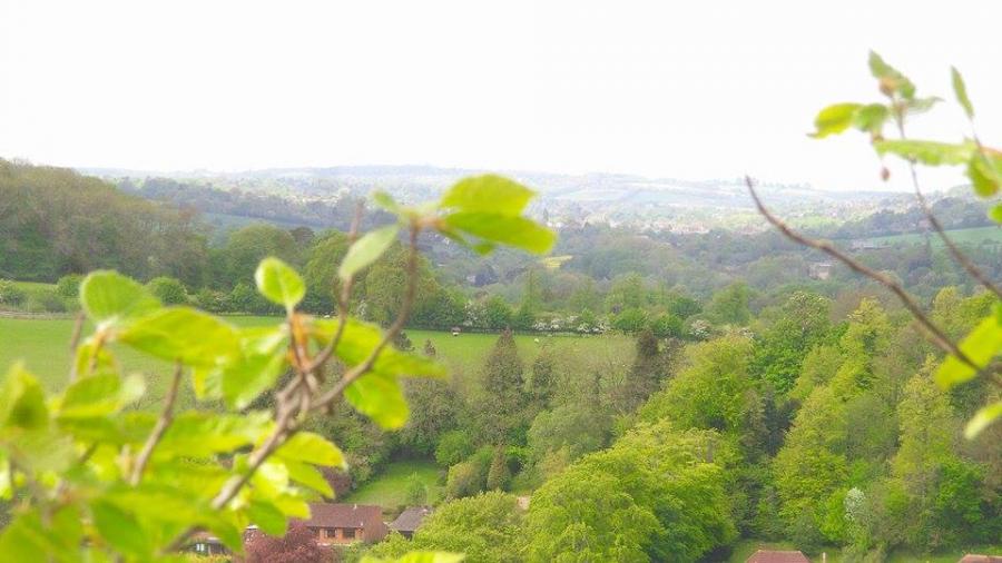 view-from-the-top-of-beech-tree-felden-2.jpg