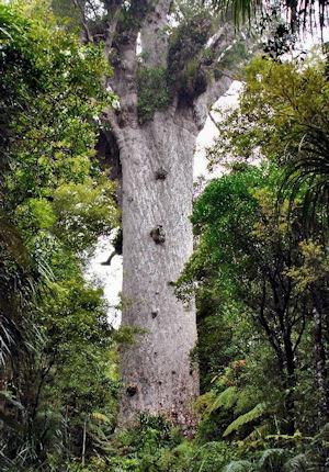 tane-mahuta.jpg