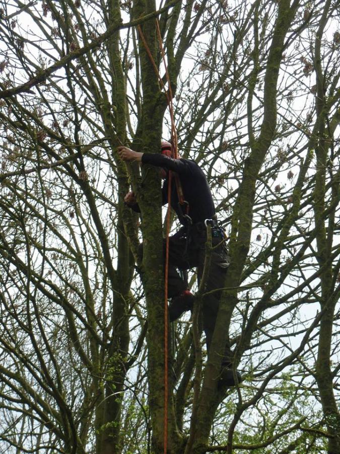 thornbrough-bridge---worker-up-tree.jpg