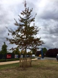 maylands-oak-tree.jpg